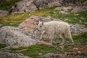 067 Mount Evans, sneeuwgeit